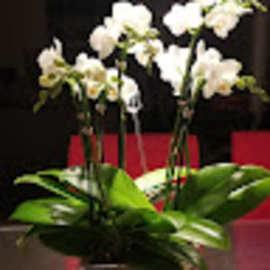 Meet your Posher, Joanne